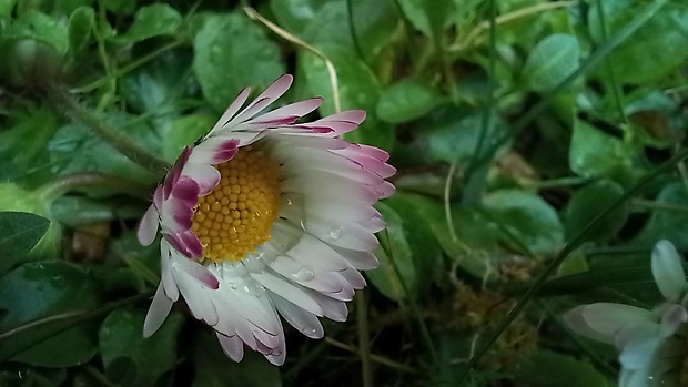 sedmokráska obyčajná Bellis perennis L.