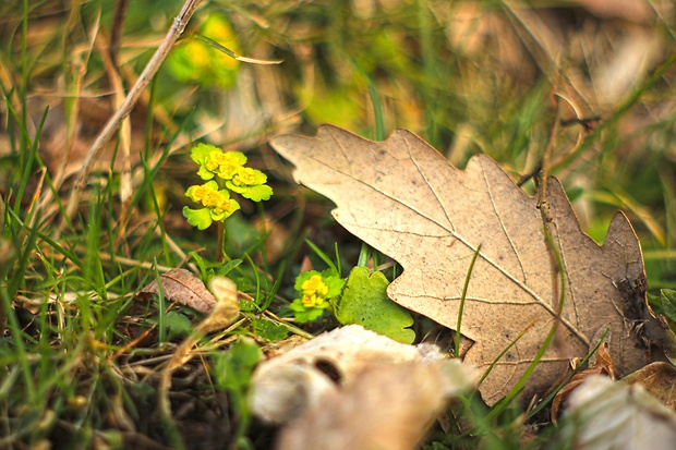 slezinovka striedavolistá Chrysosplenium alternifolium L.