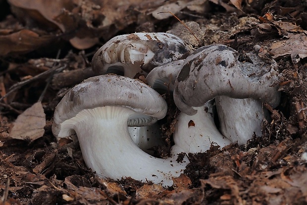 šťavnačka marcová Hygrophorus marzuolus (Fr.) Bres.