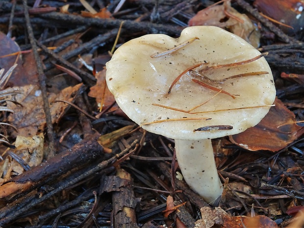 rýdzik mazľavý Lactarius albocarneus Britzelm.