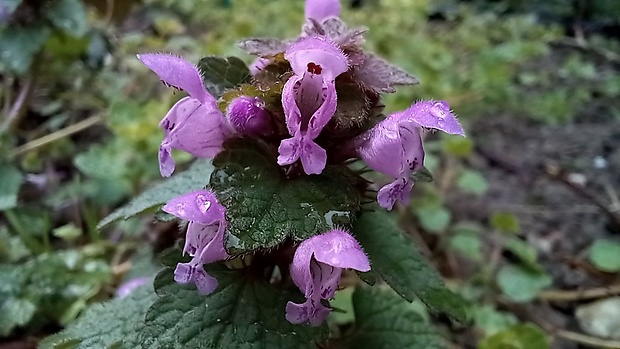 hluchavka purpurová Lamium purpureum L.