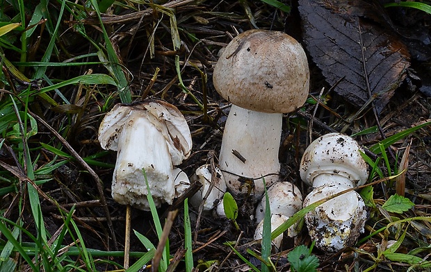 pečiarka  Agaricus