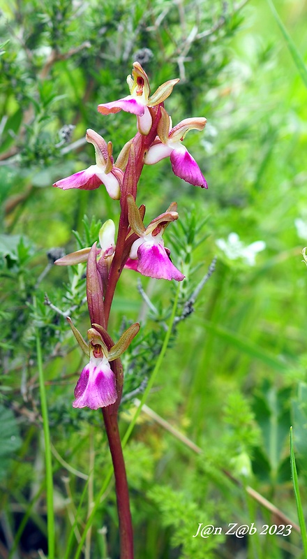 červenohlav Anacamptis collina (Banks & Sol. ex Russell) R.M.Bateman, Pridgeon & M.W.Chase