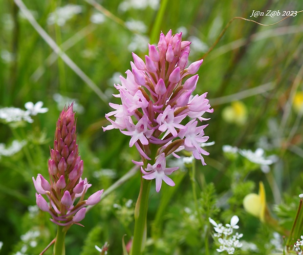 červenohlav ihlanovitý Anacamptis pyramidalis (L.) Rich