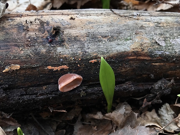 uchovec bazový Auricularia auricula-judae (Bull.) Quél.