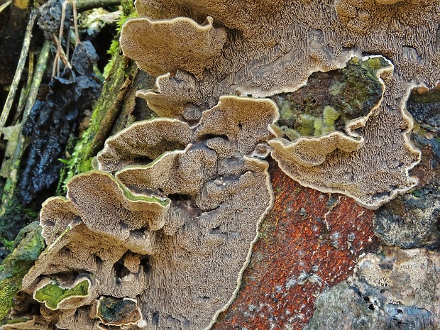 chlpatica jednofarebná Cerrena unicolor (Bull.) Murrill