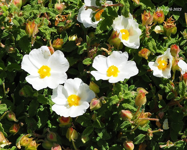 cistus šalviolistý Cistus salviifolius L.