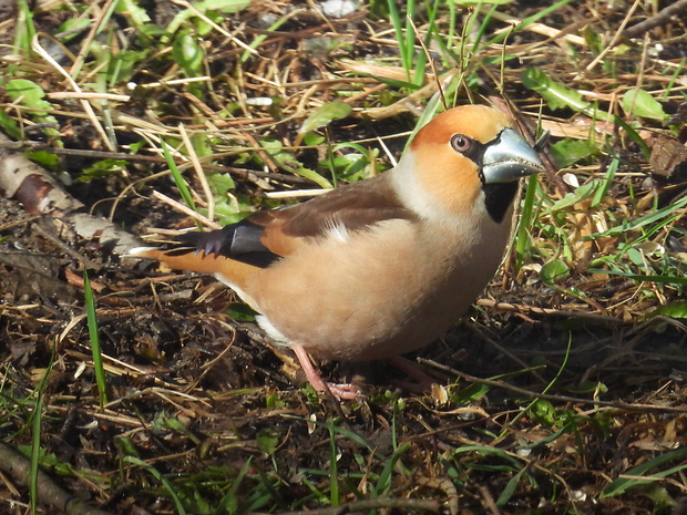 glezg hrubozobý Coccothraustes coccothraustes