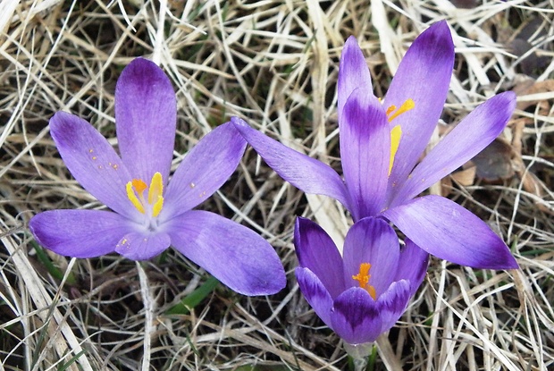 šafran spišský Crocus discolor G. Reuss