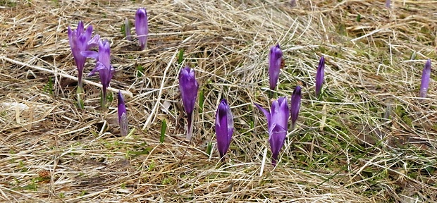 šafran spišský Crocus discolor G. Reuss