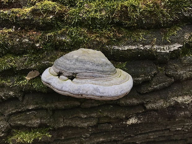 práchnovec kopytovitý Fomes fomentarius (L.) J.J. Kickx