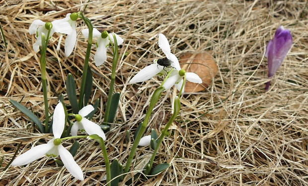 snežienka jarná Galanthus nivalis L.