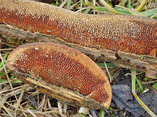 trámovka premenlivá Gloeophyllum trabeum (Pers.) Murrill