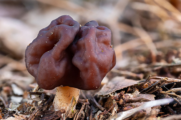 ušiak obyčajný Gyromitra esculenta (Pers.) Fr.