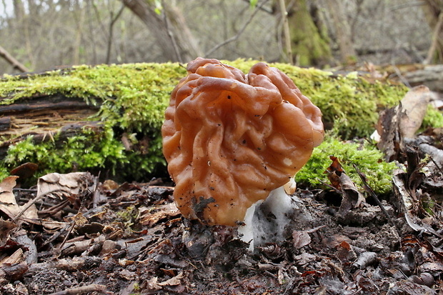 ušiak obrovský Gyromitra gigas (Krombh.) Cooke