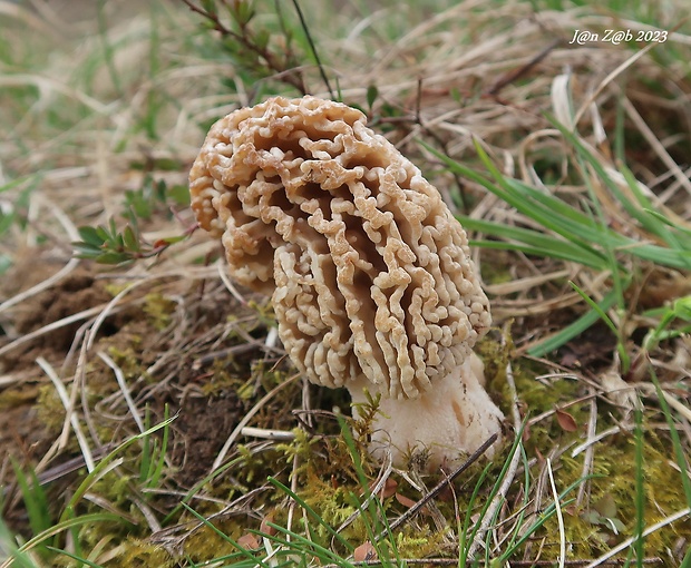 smrčok stepný Morchella steppicola Zerova