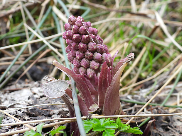 deväťsil lekársky Petasites hybridus (L.) P. Gaertn., B. Mey. et Scherb.