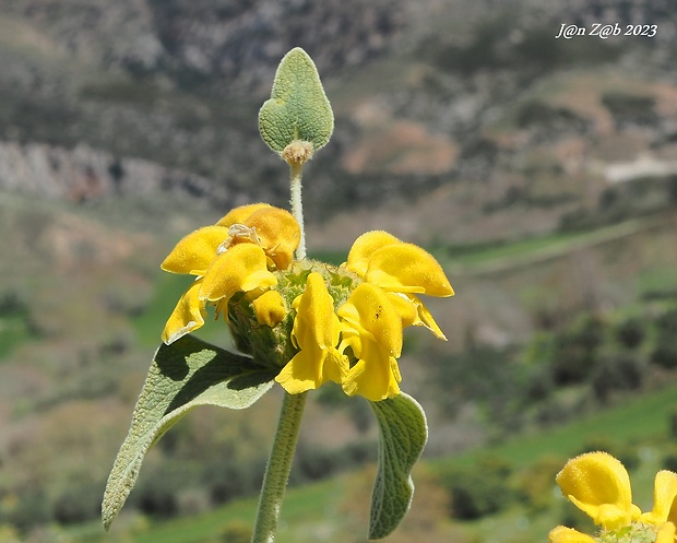 sápa Phlomis fruticosa L.