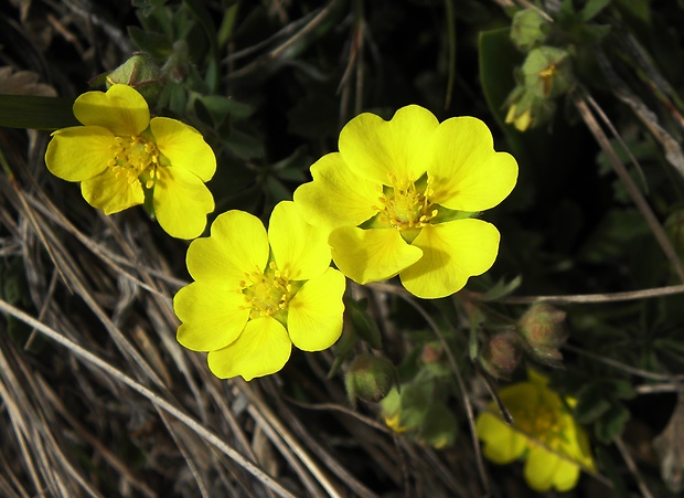 nátržník piesočný Potentilla arenaria Borkh.