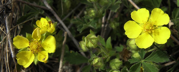 nátržník piesočný Potentilla arenaria Borkh.