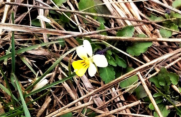 fialka roľná Viola arvensis Murray