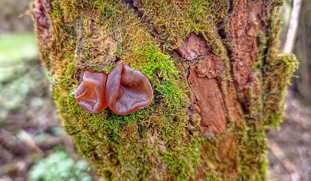 uchovec bazový Auricularia auricula-judae (Bull.) Quél.