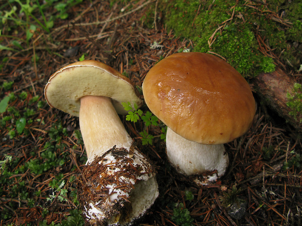 hríb smrekový Boletus edulis Bull.