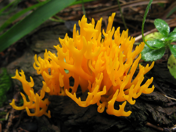 parôžkovec lepkavý Calocera viscosa (Pers.) Fr.