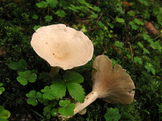 strmuľka Clitocybe sp.