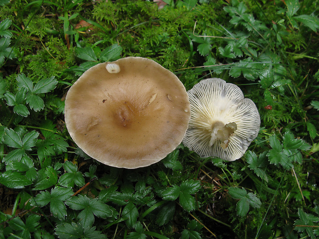 strmuľka Clitocybe sp.