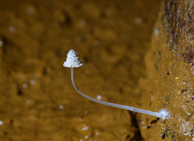 hnojník ovinutý Coprinopsis laanii (Kits van Wav.) Redhead, Vilgalys & Moncalvo