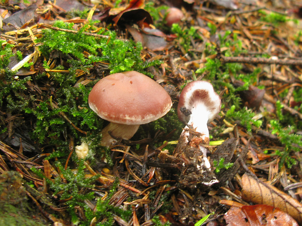 pavučinovec Cortinarius sp.