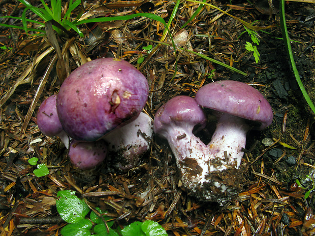 pavučinovec Cortinarius sp.