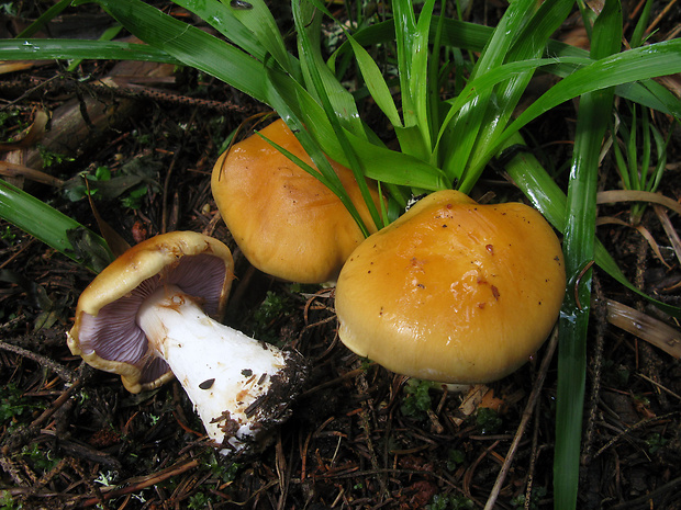 pavučinovec žemľový Cortinarius varius (Schaeff.) Fr.