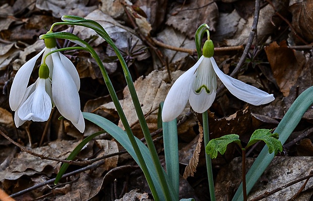 snežienka jarná Galanthus nivalis L.