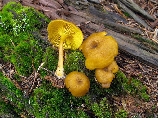 kališnica Gerronema chrysophyllum