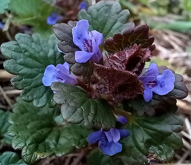 zádušník brečtanovitý Glechoma hederacea L.