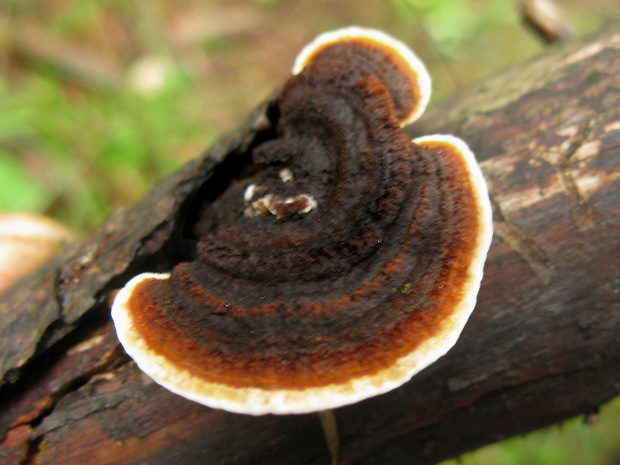 trámovka plotová Gloeophyllum sepiarium (Wulfen) P. Karst.