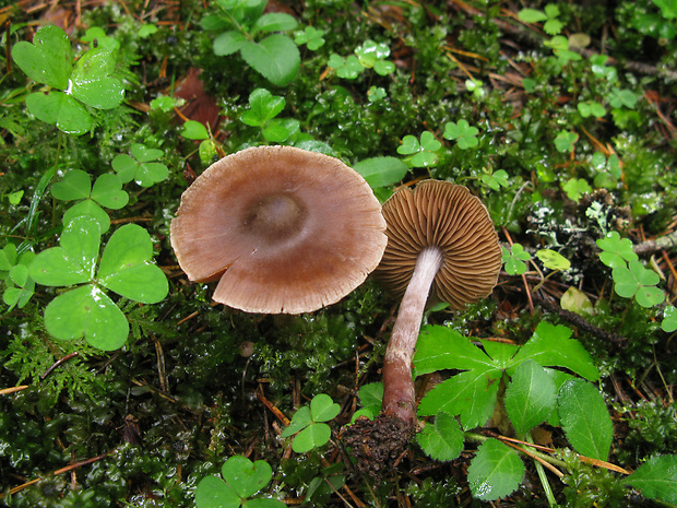 vláknica Inocybe sp.