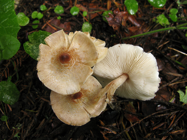 bedlička páchnúca Lepiota cristata Barla