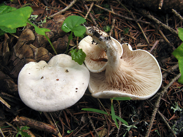 strmulec biely Lyophyllum connatum (Schumach.) Singer