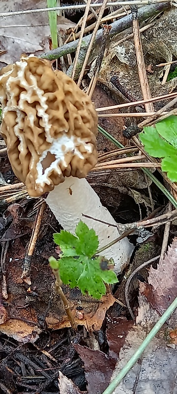 smrčok jedlý Morchella esculenta (L.) Pers.