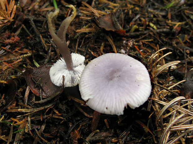 prilbička reďkovková Mycena pura (Pers.) P. Kumm.