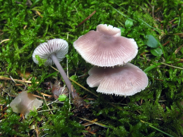 prilbička reďkovková Mycena pura (Pers.) P. Kumm.