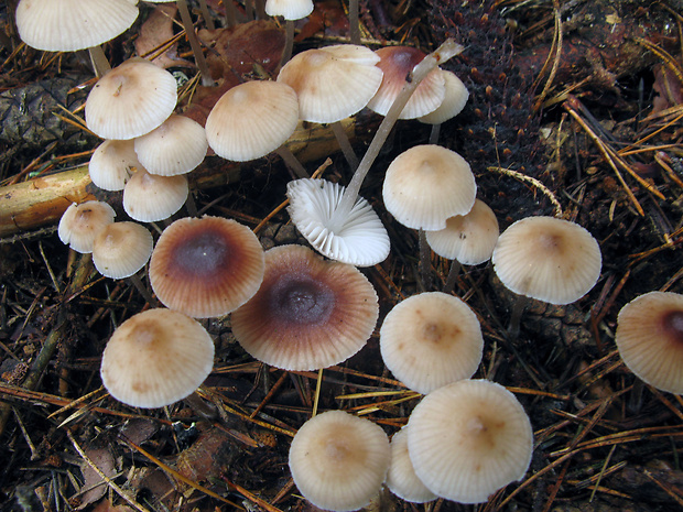 prilbička zefírová Mycena zephirus (Fr.) P. Kumm.