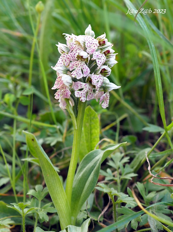 neotinea Orchis lactea Poiret