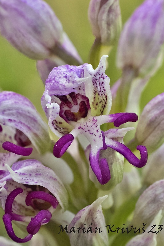 vstavač opička Orchis simia Lam.