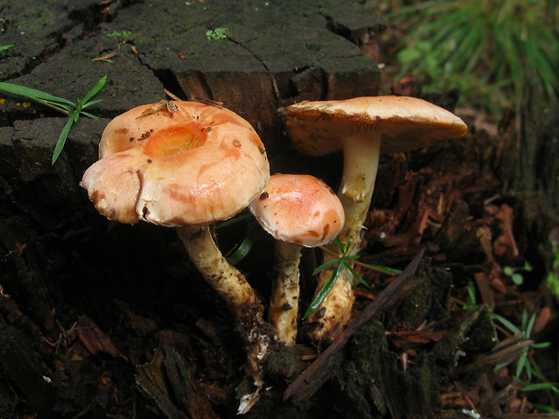 šupinovka šafranová Pholiota astragalina (Fr.) Singer