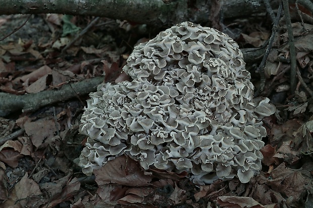 trúdnik klobúčkatý Polyporus umbellatus (Pers.) Fr.