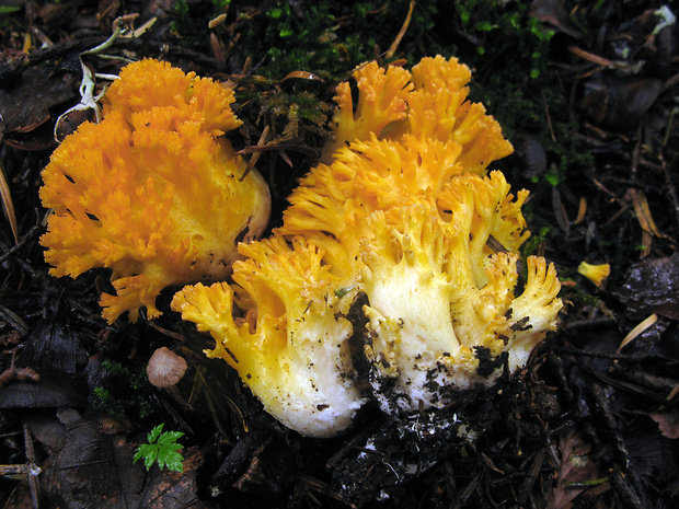 strapačka zlatožltá Ramaria aurea (Schaeff.) Quél.